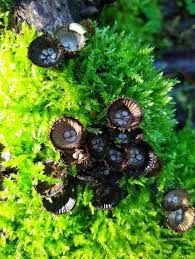 Attēlu rezultāti vaicājumam “Cyathus striatus”