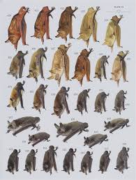 Attēlu rezultāti vaicājumam “Myotis dasycneme”