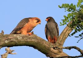 Attēlu rezultāti vaicājumam “Falco vespertinus adult”