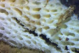 Attēlu rezultāti vaicājumam “Ceriporia”