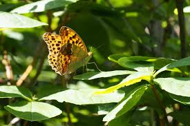 Attēlu rezultāti vaicājumam “Argynnis laodice female”