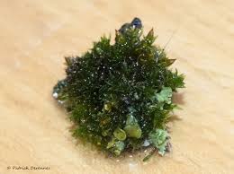 Attēlu rezultāti vaicājumam “Orthotrichum diaphanum”