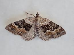 Attēlu rezultāti vaicājumam “Xanthorhoe quadrifasiata”