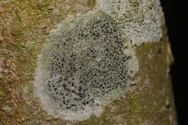 Attēlu rezultāti vaicājumam “Lecidella elaeochroma”