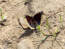 Attēlu rezultāti vaicājumam “Nymphalis antiopa upperside”