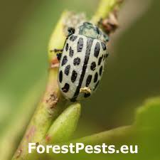 Attēlu rezultāti vaicājumam “Chrysomela vigintipunctata”