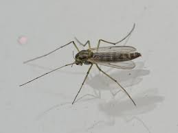 Attēlu rezultāti vaicājumam “Chironomidae imago”