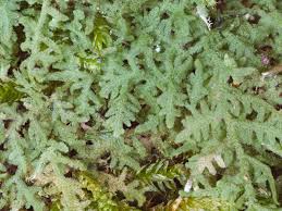 Attēlu rezultāti vaicājumam “Trichocolea tomentella”