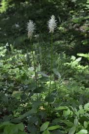 Attēlu rezultāti vaicājumam “Phyteuma spicatum fruit”