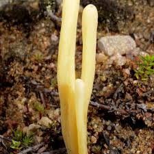 Attēlu rezultāti vaicājumam “Clavaria straminea”