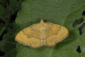 Attēlu rezultāti vaicājumam “Camptogramma bilineata”