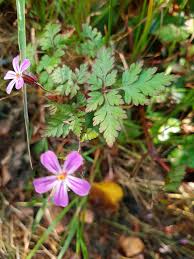 Attēlu rezultāti vaicājumam “Geranium robertianum fruit”