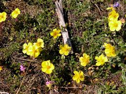 Attēlu rezultāti vaicājumam “Helianthemum nummularium leaf”