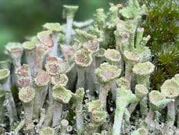 Attēlu rezultāti vaicājumam “Cladonia fimbriata”