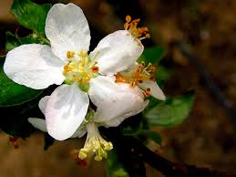 Attēlu rezultāti vaicājumam “Malus domestica flower”