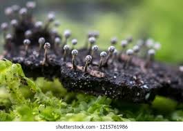 Attēlu rezultāti vaicājumam “Physarum leucophaeum macro”