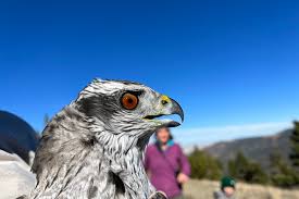 Image result for Goshawks G C