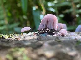 Attēlu rezultāti vaicājumam “Stemonitis lignicola stalked”