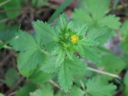 Attēlu rezultāti vaicājumam “Potentilla argentea fruit”