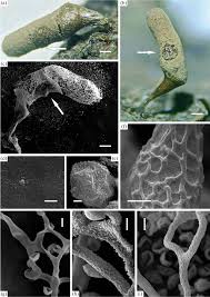 Attēlu rezultāti vaicājumam “Arcyria stipata spores”
