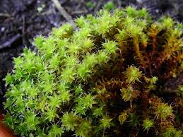 Attēlu rezultāti vaicājumam “Syntrichia ruralis var. ruralis sporophyte”