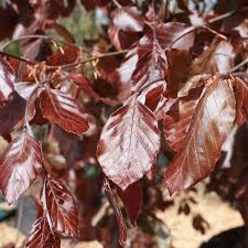 Attēlu rezultāti vaicājumam “Fagus sylvatica fo. purpurea fruit”