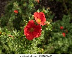 Attēlu rezultāti vaicājumam “Pentaphylloides fruticosa leaf”