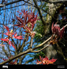 Attēlu rezultāti vaicājumam “Aesculus x neglecta flower”