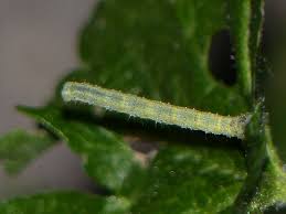 Attēlu rezultāti vaicājumam “Larentia clavaria”