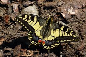 Attēlu rezultāti vaicājumam “Papilio machaon underside”