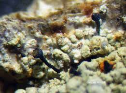 Attēlu rezultāti vaicājumam “Chaenotheca ferruginea”