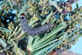 Attēlu rezultāti vaicājumam “Canephora hirsuta larva”