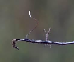 Attēlu rezultāti vaicājumam “Typhula erythropus”