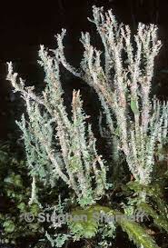 Attēlu rezultāti vaicājumam “Cladonia squamosa”