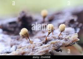 Attēlu rezultāti vaicājumam “Hemitrichia calyculata spores”