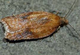 Attēlu rezultāti vaicājumam “Acleris aspersana”