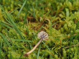 Attēlu rezultāti vaicājumam “Didymium xanthopus macro”