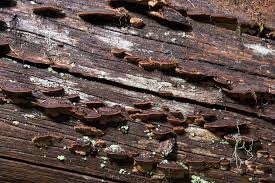 Attēlu rezultāti vaicājumam “Hertelidea botryosa”