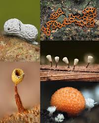 Attēlu rezultāti vaicājumam “Didymium clavus stalked”