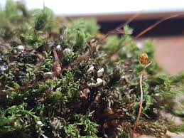 Attēlu rezultāti vaicājumam “Diderma chondrioderma”