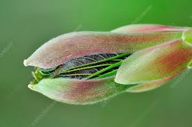 Attēlu rezultāti vaicājumam “Acer pseudoplatanus flower”