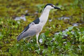 Image result for Nycticorax nycticorax
