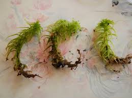 Attēlu rezultāti vaicājumam “Sphagnum fimbriatum”