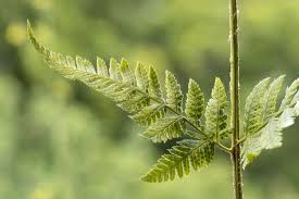 Attēlu rezultāti vaicājumam “Dryopteris carthusiana”