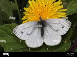 Attēlu rezultāti vaicājumam “Pieris napi female”