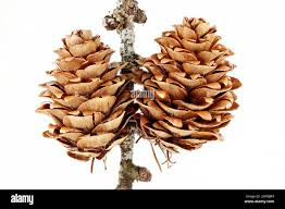 Attēlu rezultāti vaicājumam “Larix decidua”