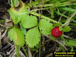 Attēlu rezultāti vaicājumam “Potentilla erecta fruit”
