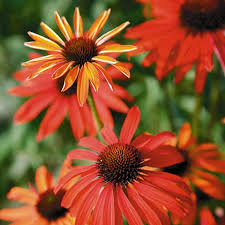 Image result for roter Sonnenhut