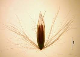 Attēlu rezultāti vaicājumam “Calamagrostis purpurea”