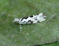 Attēlu rezultāti vaicājumam “Ypsolopha sequella”